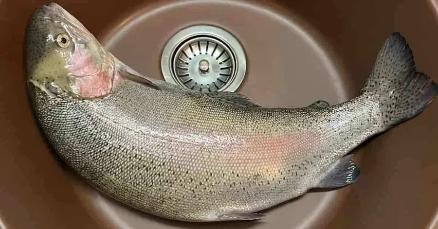 Forelle nach einem erfolgreichen Fang am Ufer